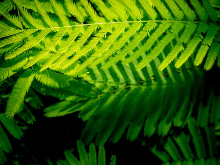 The Cha Leaves are Arranged in The Row in The Garden