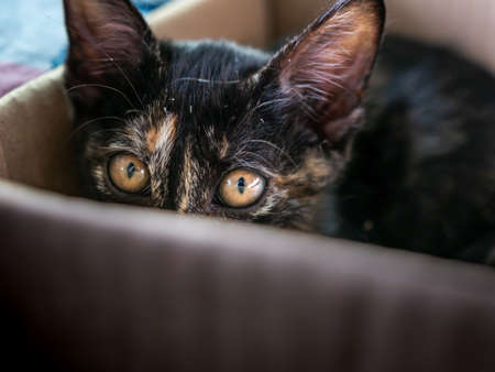 The Black Kitten Gazing and Sneaking in The Boxの写真素材