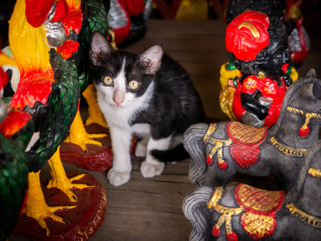 The Black and White Kitten Stared at The Camera and Sat among The Native Dollsの写真素材