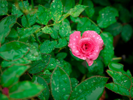 The Water Drops on The Pink Valentine Rose Flower Blooming in The Gardenの写真素材