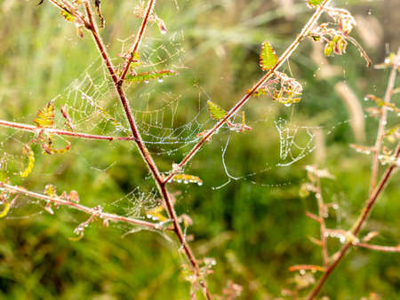 The Dews on The Spider Webs on The Weed in The Morning