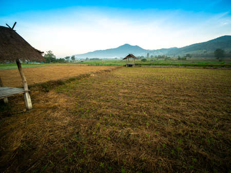 The Vegetable Beds in The Fields behind The Mountain in The North of Thailandの写真素材