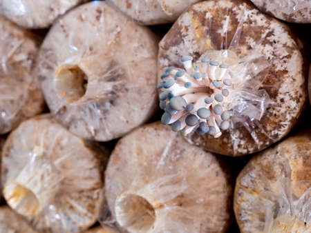 The Indian Oyster Mushroom Nursery Arranging on The Factory in The North of Thailandの写真素材
