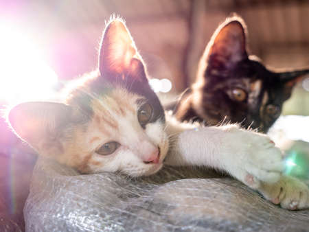 The Three Colors Kitten Lying with The Black Kitten in The Bags behind The Sun Lightの写真素材