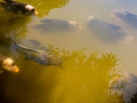 The Catfish and Rhinoceros Fish Swim Slowly in The Earth Pond ,Shadow of The Tree