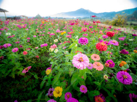 The Pink Gerbera Flowers Blooming on The Countryside in The Morningの写真素材