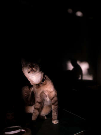 The Tabby Cat Feels Good While Scratching The Body behind The Shadow in The Dark on The Table