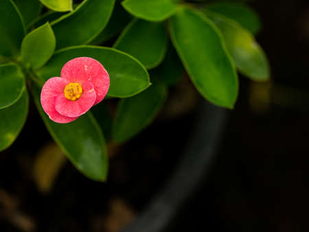 The Single Red Crown of Thorns Flower Blooming in The Garden , Dark Backgroundの写真素材