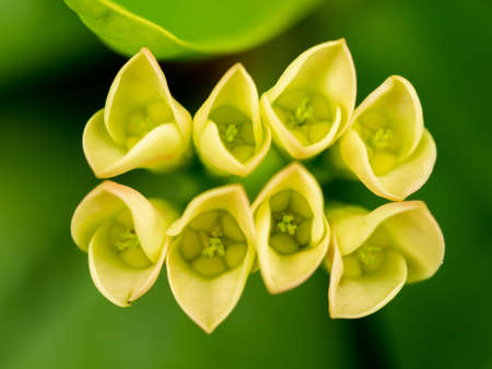 The Eight of Yellow Crown of Thorns Flowers  were Lined in Rows in The Garden