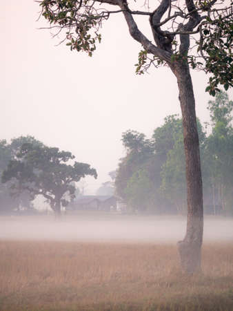 The Country House in Rural Thailand on The Foggy Day in The Morningの写真素材