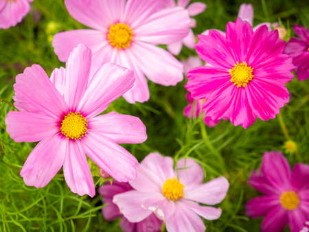 The Pink Cosmos Flowers Blooming on The Wet in The Gardenの写真素材