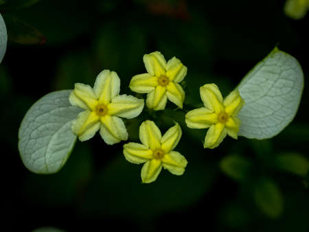 The Yellow Star Flowers Blooming in The Garden