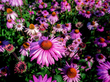 The Black Simpson Flowers Blooming in The Field on The North of Thailand