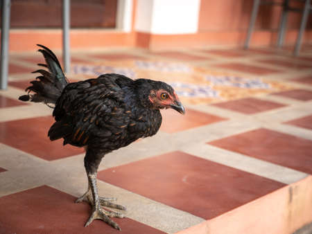 The Black Chicken Standing on The Tile Ground in The Houseの写真素材