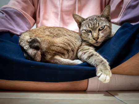 The Tabby Cat Lying on The Girl's Lap in The Roomの写真素材