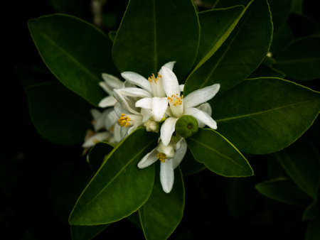 The Bouquet of Pomelo Flowers Blooming in The Dark Backgroundの写真素材