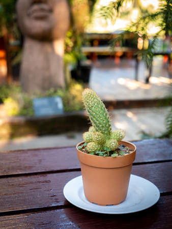 The Cactus in The Pot on The Table in The Gardenの写真素材