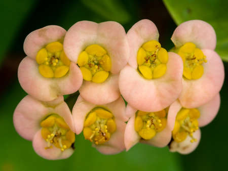 The Eight of Pink Crown of Thorns Flowers  were Lined in Rows in The Gardenの写真素材