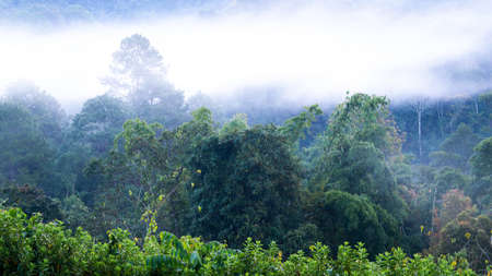 The Fog Moving Slowly on The Mountain in The Morning