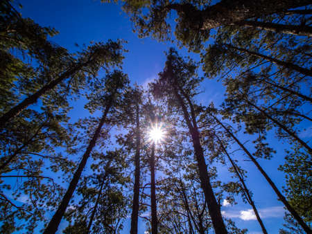 High Pines Growing up behind The Sun