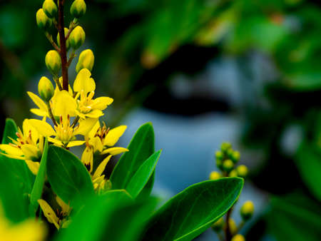 The Bouquet of Gold Shower Flowers Blooming in The Gardenの写真素材