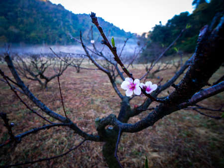 The Dew Drops on The Sakura Flowers Blooming in The National Park on The North of Thailand