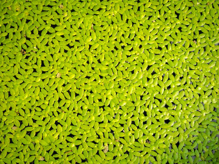 The Green Mosquito Ferns Spreading in The Poolの写真素材