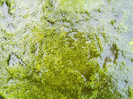 The Surface of The Bubble Moss is Gathered into a Sheet on The Surface of The Waterの写真素材