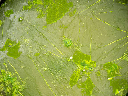 The Surface of The Moss is Gathered into a Sheet on The Surface of The Water