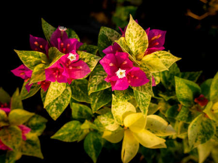 The Pink Bougainvillea Flowers Blooming with Striped Leaves in The Garden