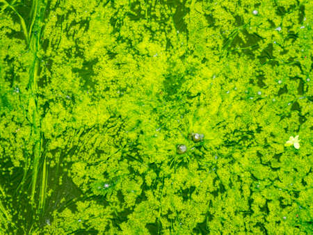 The Surface of The Moss is Gathered into a Sheet on The Surface of The Waterの写真素材
