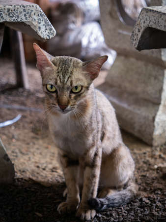The Hungry Stray Cat Looks Like The Devil Looking for Food under The Tablesの写真素材