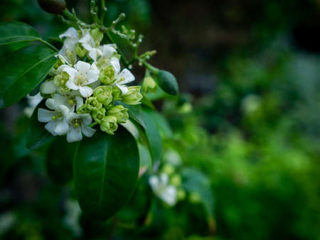 The Bouquet of Orange Jessamine Flowers Blooming in The Garden