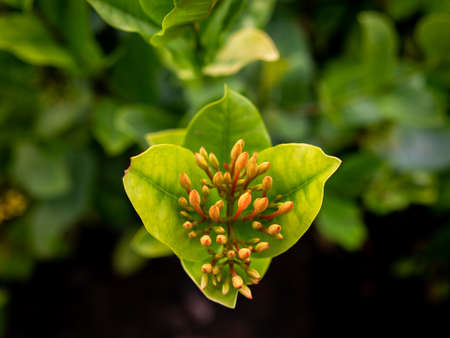 The Red Jasmine Buds Preparing to Bloom in The Garden