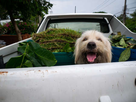The White Dog is on The Back of The White Truck that is Carrying Grass and Treesの写真素材