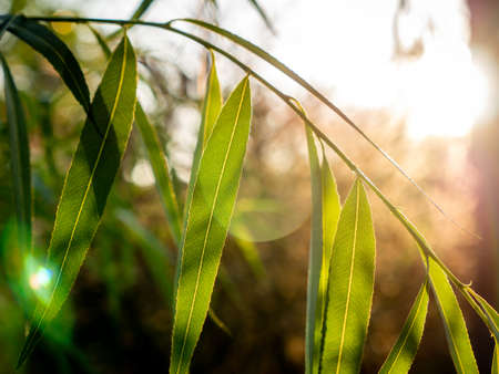 The Willowca Leaves Growing behind The Flare Sun Light in The Gardenの写真素材