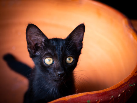 The Black Kitten with a Ragged Face Standting on The Potの写真素材