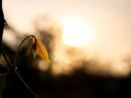 The Texture of Purple Ivy Leaves behind The Sunの写真素材