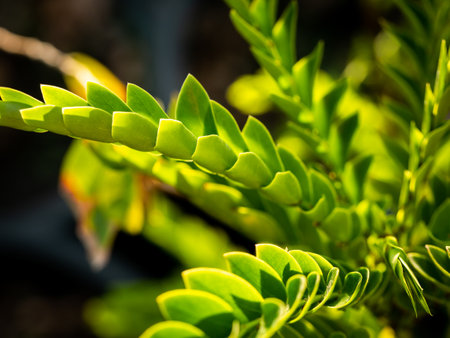 The Tree has Leaves Arranging like Scales in The Gardenの写真素材