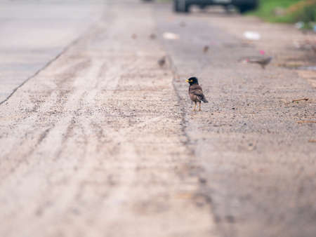 The Starlings Standing and Screaming in The Streetの写真素材