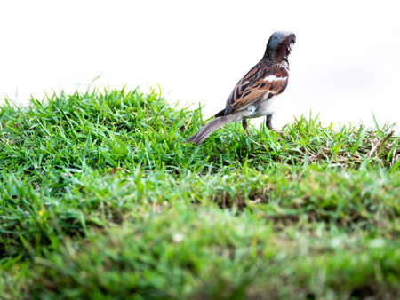 The Sparrow Turned Its Back on The Haystack in The White Backgroundの写真素材