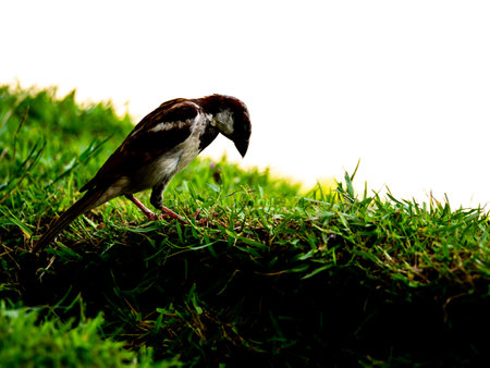 The Sparrow Bent over The Grass in The White Backgroundの写真素材