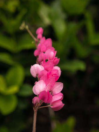 The Bunch of Chain of Love Flowers Stacking in The Garden