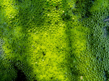 The Surface of Bubble Green Moss and Shadow Spreading in The Dirty Pond