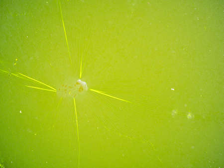 Cracks of Surface of The Moss is Gathered into a Sheet on The Surface of The Water