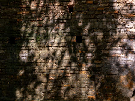 The Tree Shadow on The Old Brick Wall in The Gardenの写真素材
