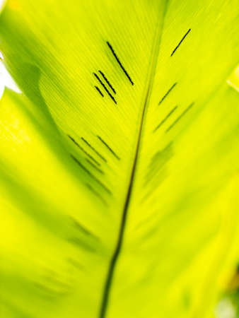 The Abstract of Spores on The Bird's Nest Fern Leaf behind The Sun Lightの写真素材