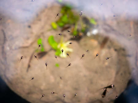 The Reflection of Tadpoles's Eyes were Calming in The Pond