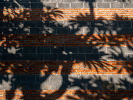 The Tree Shadow on The Bricks Wall in The Gardenの写真素材