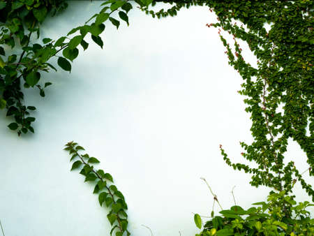 The Coatbuttons and Others Creeping on The White Old Wall , Copy Space on The Centerの写真素材
